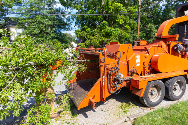 Professional Tree Service in Oak Ridge, TN